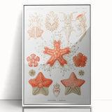 Modern Wall Art: Asteridea Design in Vibrant Coral Tones