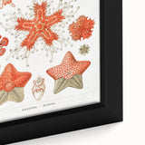 Modern Wall Art: Asteridea Design in Vibrant Coral Tones