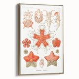 Modern Wall Art: Asteridea Design in Vibrant Coral Tones