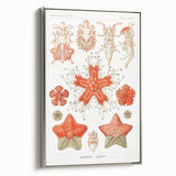 Modern Wall Art: Asteridea Design in Vibrant Coral Tones