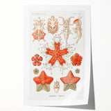 Modern Wall Art: Asteridea Design in Vibrant Coral Tones