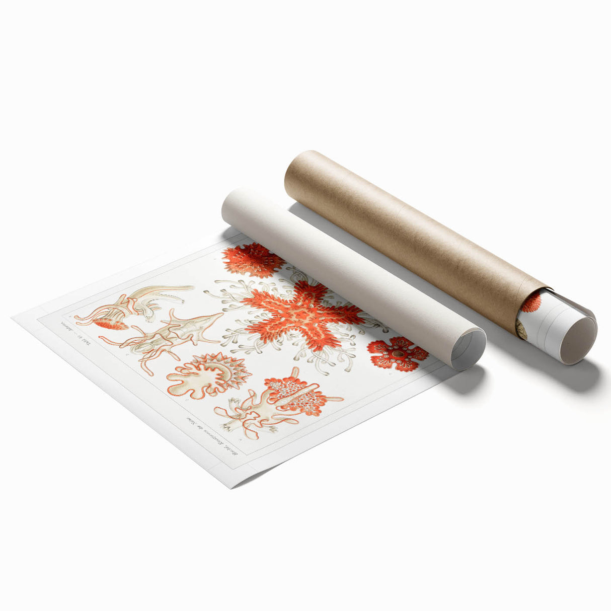 Modern Wall Art: Asteridea Design in Vibrant Coral Tones