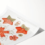 Modern Wall Art: Asteridea Design in Vibrant Coral Tones