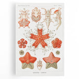 Modern Wall Art: Asteridea Design in Vibrant Coral Tones