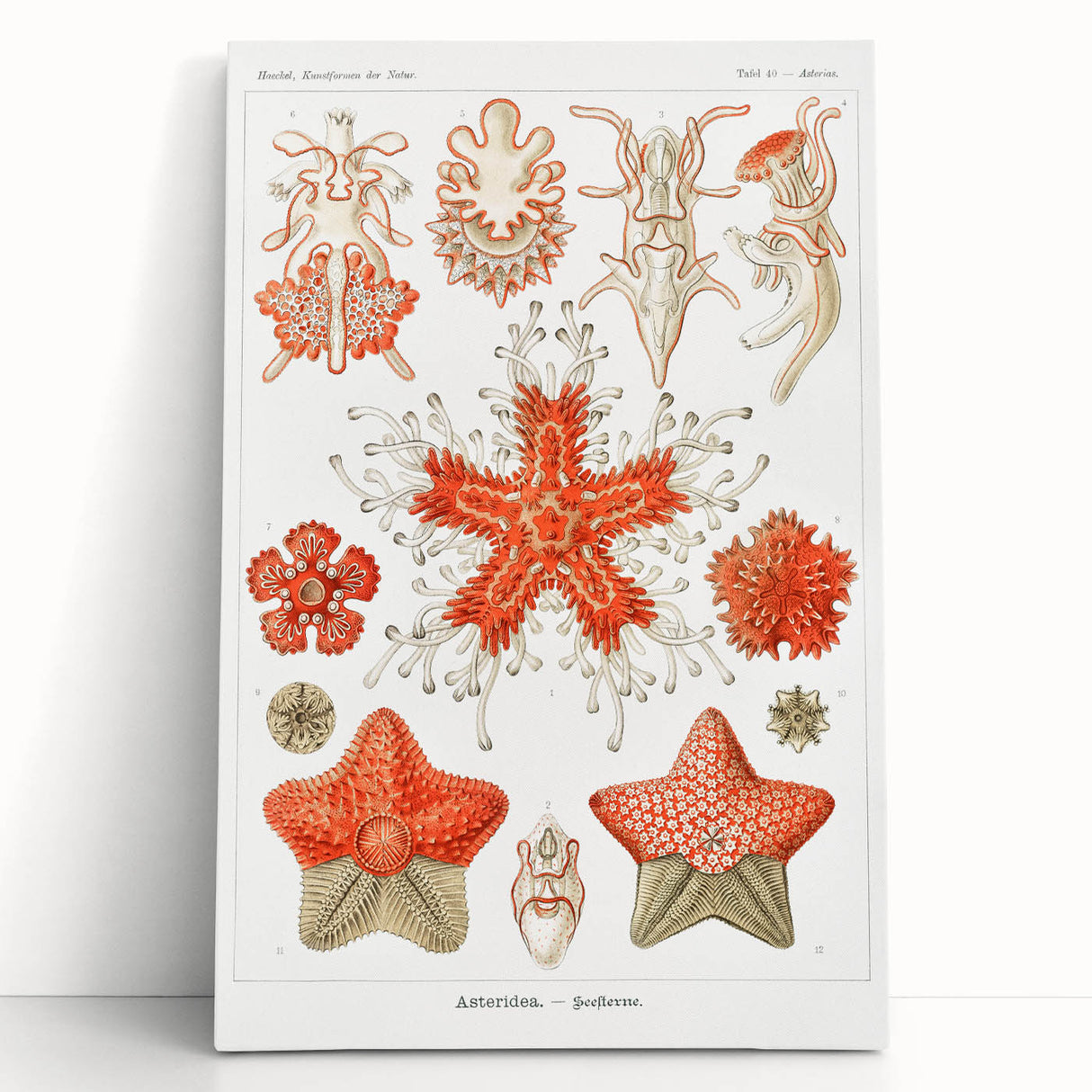 Modern Wall Art: Asteridea Design in Vibrant Coral Tones
