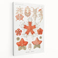 Modern Wall Art: Asteridea Design in Vibrant Coral Tones