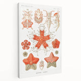 Modern Wall Art: Asteridea Design in Vibrant Coral Tones