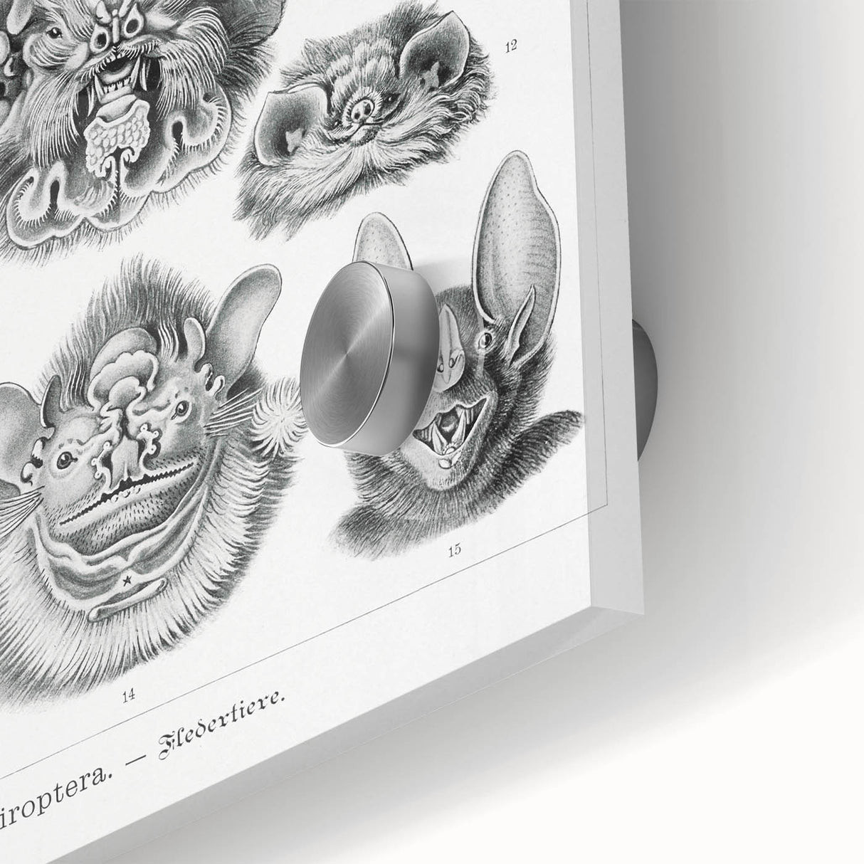 Modern Wall Art: Chiroptera Study - Contemporary Nature Print
