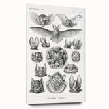 Modern Wall Art: Chiroptera Study - Contemporary Nature Print