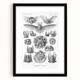 Modern Wall Art: Chiroptera Study - Contemporary Nature Print