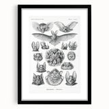 Modern Wall Art: Chiroptera Study - Contemporary Nature Print