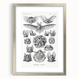 Modern Wall Art: Chiroptera Study - Contemporary Nature Print