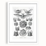 Modern Wall Art: Chiroptera Study - Contemporary Nature Print
