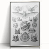 Modern Wall Art: Chiroptera Study - Contemporary Nature Print