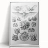 Modern Wall Art: Chiroptera Study - Contemporary Nature Print