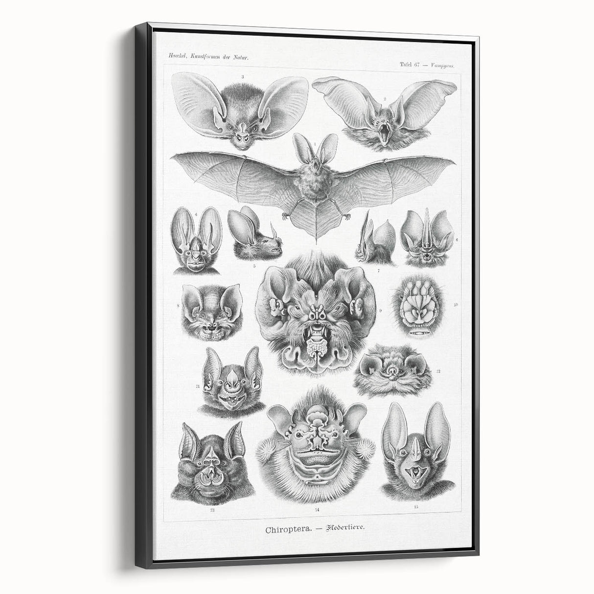Modern Wall Art: Chiroptera Study - Contemporary Nature Print