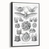 Modern Wall Art: Chiroptera Study - Contemporary Nature Print