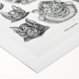 Modern Wall Art: Chiroptera Study - Contemporary Nature Print