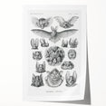 Modern Wall Art: Chiroptera Study - Contemporary Nature Print