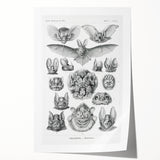 Modern Wall Art: Chiroptera Study - Contemporary Nature Print