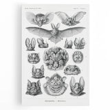 Modern Wall Art: Chiroptera Study - Contemporary Nature Print
