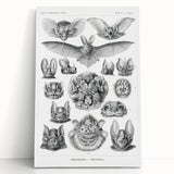 Modern Wall Art: Chiroptera Study - Contemporary Nature Print