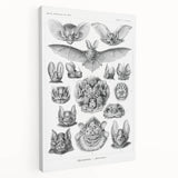 Modern Wall Art: Chiroptera Study - Contemporary Nature Print