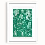 Modern Wall Art: Siphonophorae Study - Abstract Nature Design