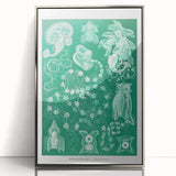 Modern Wall Art: Siphonophorae Study - Abstract Nature Design