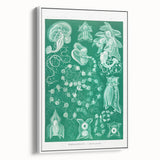 Modern Wall Art: Siphonophorae Study - Abstract Nature Design