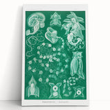 Modern Wall Art: Siphonophorae Study - Abstract Nature Design