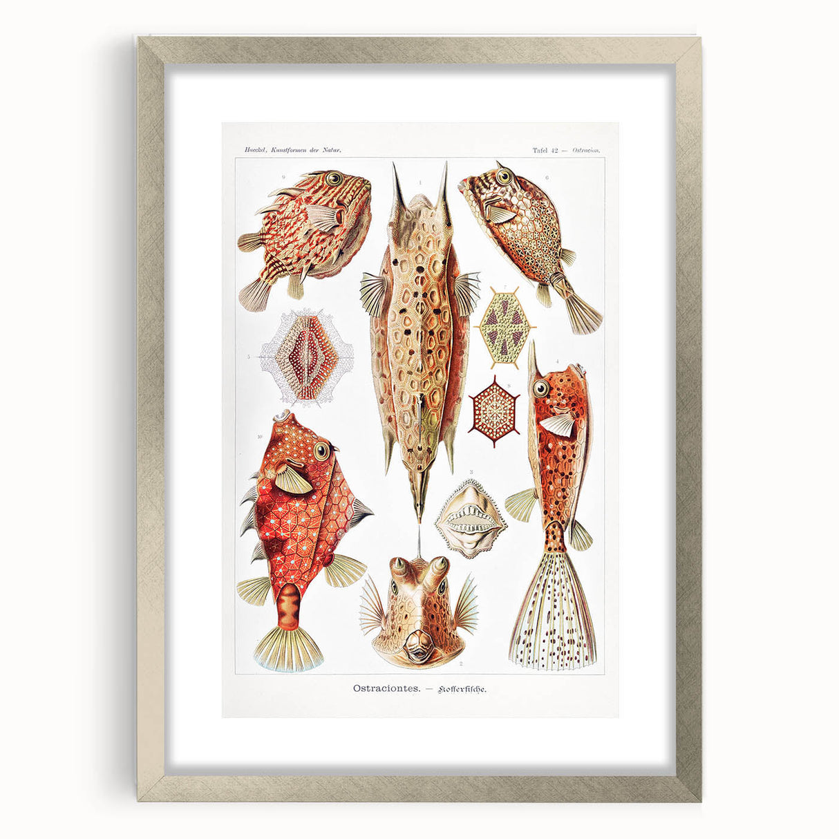 Modern Wall Art: Boxfish Study - Vibrant Marine Life Print