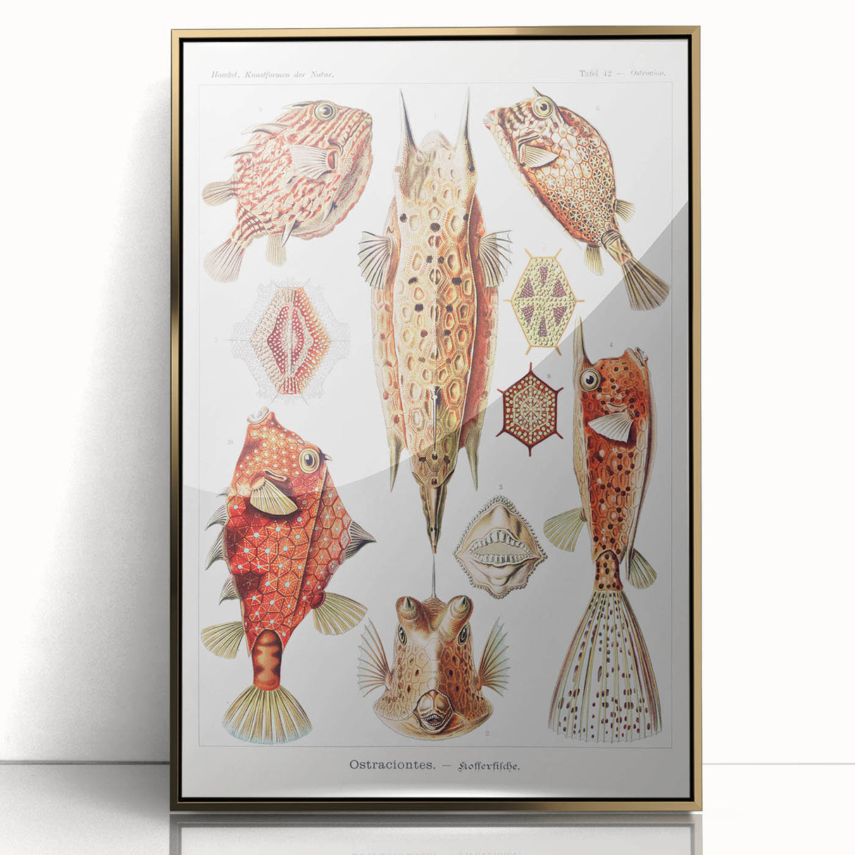 Modern Wall Art: Boxfish Study - Vibrant Marine Life Print