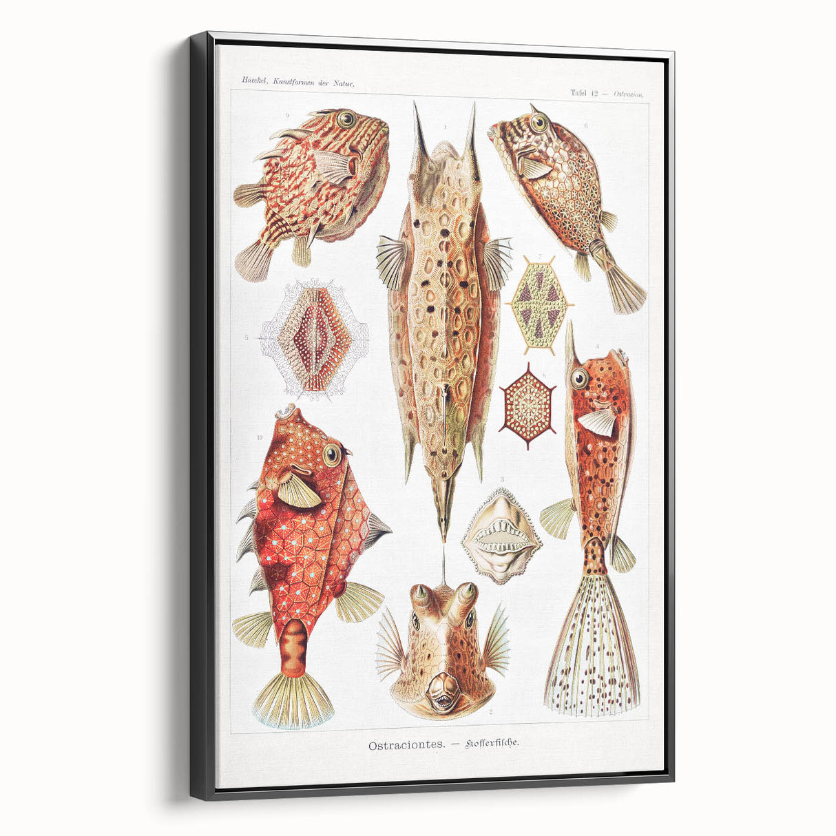 Modern Wall Art: Boxfish Study - Vibrant Marine Life Print