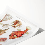 Modern Wall Art: Boxfish Study - Vibrant Marine Life Print