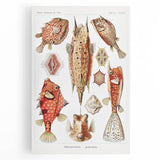 Modern Wall Art: Boxfish Study - Vibrant Marine Life Print