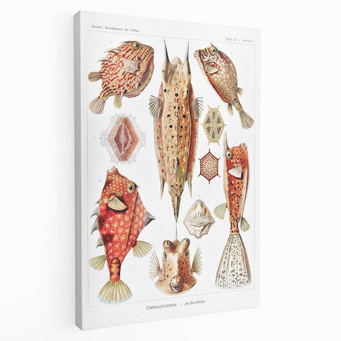 Modern Wall Art: Boxfish Study - Vibrant Marine Life Print