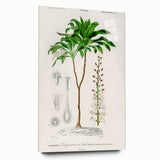 Romanticism Art: Dracaena Brasiliensis Botanical Illustration Canvas