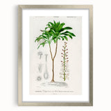 Romanticism Art: Dracaena Brasiliensis Botanical Illustration Canvas