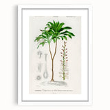 Romanticism Art: Dracaena Brasiliensis Botanical Illustration Canvas