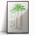 Romanticism Art: Dracaena Brasiliensis Botanical Illustration Canvas
