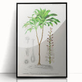 Romanticism Art: Dracaena Brasiliensis Botanical Illustration Canvas