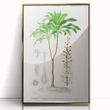Romanticism Art: Dracaena Brasiliensis Botanical Illustration Canvas