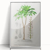 Romanticism Art: Dracaena Brasiliensis Botanical Illustration Canvas