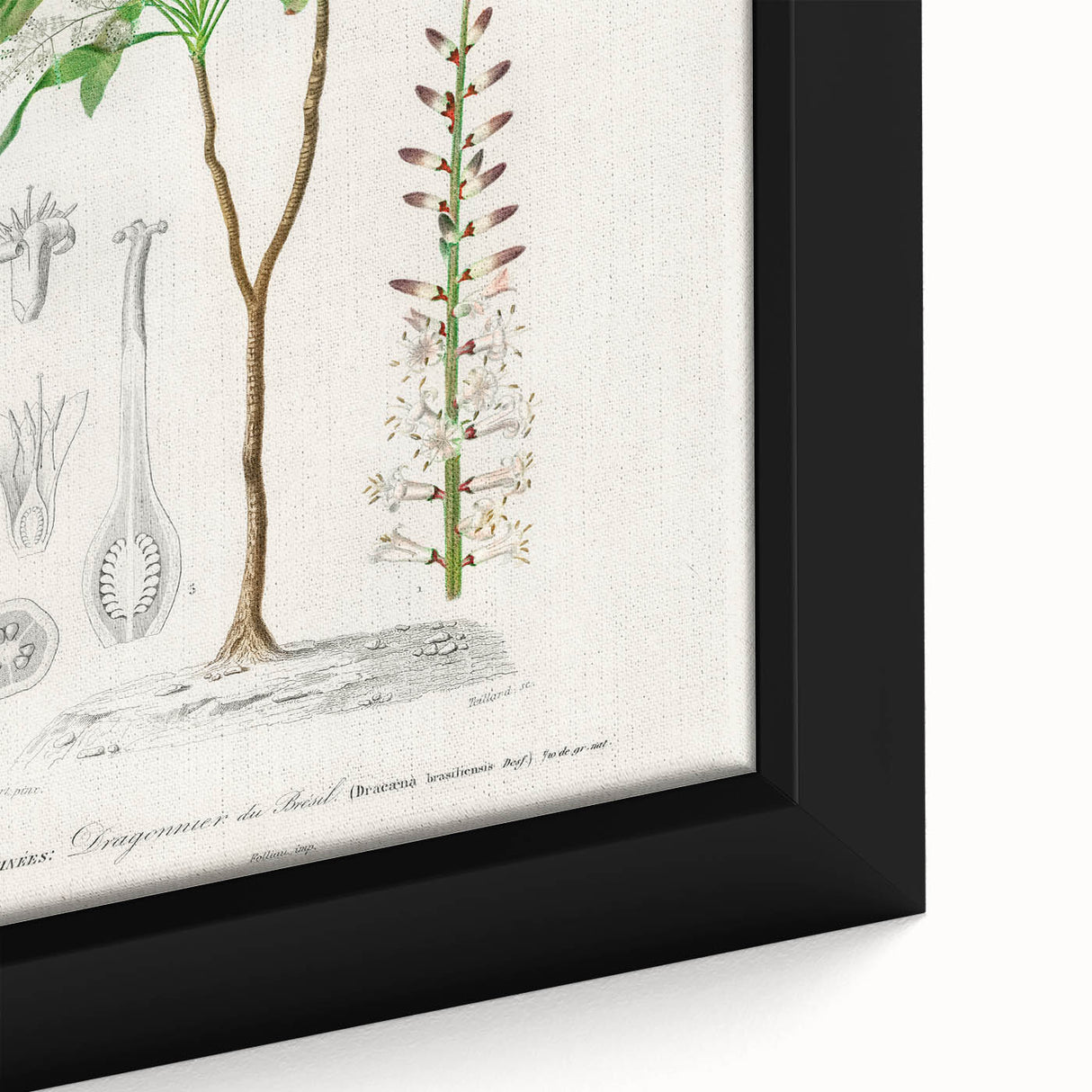Romanticism Art: Dracaena Brasiliensis Botanical Illustration Canvas