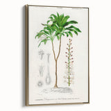 Romanticism Art: Dracaena Brasiliensis Botanical Illustration Canvas