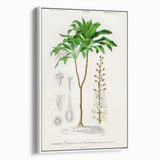 Romanticism Art: Dracaena Brasiliensis Botanical Illustration Canvas