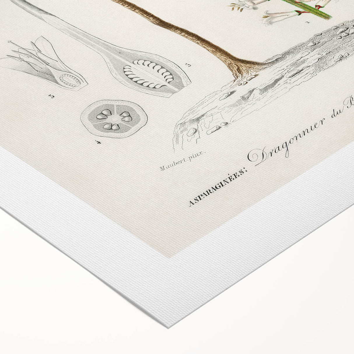 Romanticism Art: Dracaena Brasiliensis Botanical Illustration Canvas