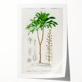 Romanticism Art: Dracaena Brasiliensis Botanical Illustration Canvas