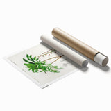 Romanticism Art: Dracaena Brasiliensis Botanical Illustration Canvas